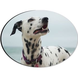 WallClassics - Dibond Ovaal - Dalmatier aan de Zee - 28x21 cm Foto op Ovaal (Met Ophangsysteem)