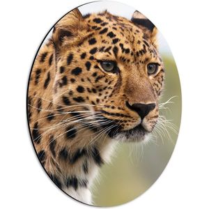 WallClassics - Dibond Ovaal - Luipaard Hoofd - 30x40 cm Foto op Ovaal (Met Ophangsysteem)