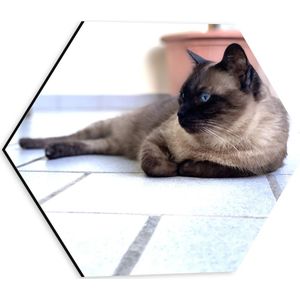 WallClassics - Dibond Hexagon - Simase Kat met Blauwe Ogen - 30x26.1 cm Foto op Hexagon (Met Ophangsysteem)