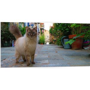 WallClassics - PVC Schuimplaat - Ragdoll Kat op Stad - 100x50 cm Foto op PVC Schuimplaat (Met Ophangsysteem)