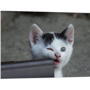 WallClassics - PVC Schuimplaat - Witte Kitten met Zwarte Vlekjes - 100x75 cm Foto op PVC Schuimplaat (Met Ophangsysteem)