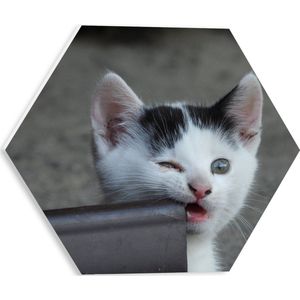 WallClassics - PVC Schuimplaat Hexagon  - Witte Kitten met Zwarte Vlekjes - 30x26.1 cm Foto op Hexagon (Met Ophangsysteem)