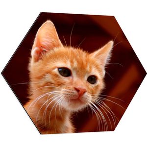 WallClassics - Dibond Hexagon - Oranje  Kitten - 70x60.9 cm Foto op Hexagon (Met Ophangsysteem)