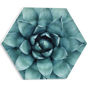 WallClassics - PVC Schuimplaat Hexagon - Close-Up Aloë Vera Plant - 30x26.1 cm Foto op Hexagon (Met Ophangsysteem)