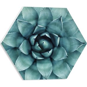 WallClassics - PVC Schuimplaat Hexagon - Close-Up Aloë Vera Plant - 40x34.8 cm Foto op Hexagon (Met Ophangsysteem)