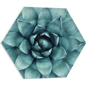 WallClassics - PVC Schuimplaat Hexagon - Close-Up Aloë Vera Plant - 50x43.5 cm Foto op Hexagon (Met Ophangsysteem)