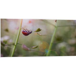 WallClassics - PVC Schuimplaat- Lieveheersbeestje op een Plant - 100x50 cm Foto op PVC Schuimplaat