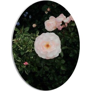 WallClassics - PVC Schuimplaat Ovaal - Japanse Camellia Bloem op Groene Struik - 30x40 cm Foto op Ovaal (Met Ophangsysteem)