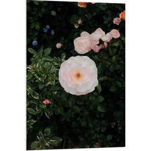 WallClassics - PVC Schuimplaat - Japanse Camellia Bloem op Groene Struik - 70x105 cm Foto op PVC Schuimplaat (Met Ophangsysteem)