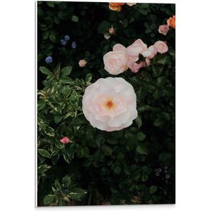 WallClassics - PVC Schuimplaat- Japanse Camellia Bloem op Groene Struik - 40x60 cm Foto op PVC Schuimplaat