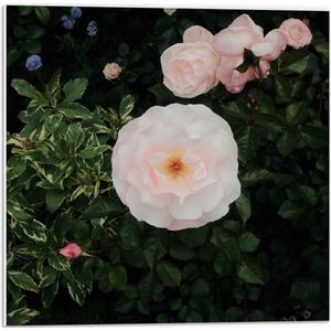 WallClassics - PVC Schuimplaat- Japanse Camellia Bloem op Groene Struik - 50x50 cm Foto op PVC Schuimplaat