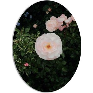 WallClassics - PVC Schuimplaat Ovaal - Japanse Camellia Bloem op Groene Struik - 42x56 cm Foto op Ovaal (Met Ophangsysteem)