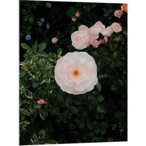 WallClassics - PVC Schuimplaat- Japanse Camellia Bloem op Groene Struik - 75x100 cm Foto op PVC Schuimplaat