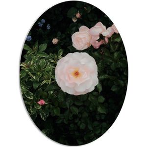 WallClassics - PVC Schuimplaat Ovaal - Japanse Camellia Bloem op Groene Struik - 72x96 cm Foto op Ovaal (Met Ophangsysteem)