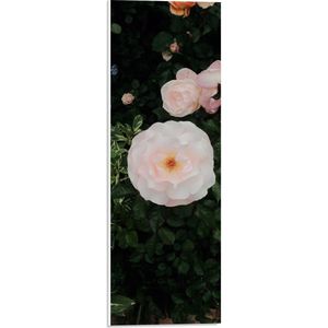 WallClassics - PVC Schuimplaat- Japanse Camellia Bloem op Groene Struik - 20x60 cm Foto op PVC Schuimplaat