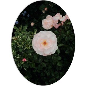 WallClassics - PVC Schuimplaat Ovaal - Japanse Camellia Bloem op Groene Struik - 60x80 cm Foto op Ovaal (Met Ophangsysteem)
