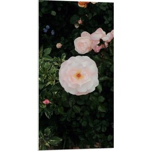 WallClassics - PVC Schuimplaat - Japanse Camellia Bloem op Groene Struik - 50x100 cm Foto op PVC Schuimplaat (Met Ophangsysteem)
