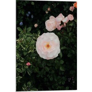 WallClassics - PVC Schuimplaat- Japanse Camellia Bloem op Groene Struik - 50x75 cm Foto op PVC Schuimplaat