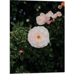 WallClassics - PVC Schuimplaat- Japanse Camellia Bloem op Groene Struik - 60x80 cm Foto op PVC Schuimplaat