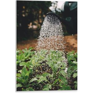 PVC Schuimplaat - Planten Water Geven met Gieter - 40x60 cm Foto op PVC Schuimplaat (Met Ophangsysteem)