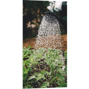 PVC Schuimplaat - Planten Water Geven met Gieter - 50x100 cm Foto op PVC Schuimplaat (Met Ophangsysteem)