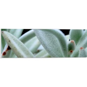PVC Schuimplaat - Licht Groene Plant - 60x20 cm Foto op PVC Schuimplaat (Met Ophangsysteem)
