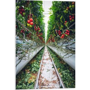 PVC Schuimplaat- Rails langs Tomaten in Kwekerij - 50x75 cm Foto op PVC Schuimplaat