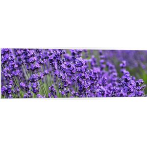 PVC Schuimplaat- Lavendel Planten op een Grasveld - 120x40 cm Foto op PVC Schuimplaat