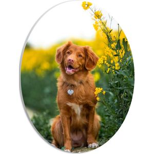 WallClassics - PVC Schuimplaat Ovaal - Bruine Hond naast Gele Bloemen - 30x40 cm Foto op Ovaal (Met Ophangsysteem)