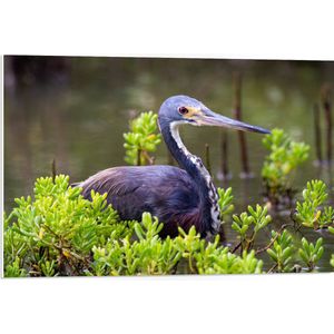 WallClassics - PVC Schuimplaat- Bruine Reiger tussen de Planten in het Water - Witbuikreiger - 75x50 cm Foto op PVC Schuimplaat