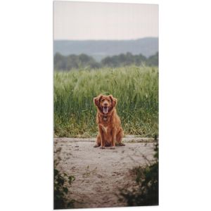 WallClassics - Vlag - Bruine Hond zittend op het Zand - 50x100 cm Foto op Polyester Vlag