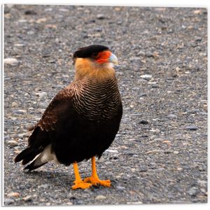 WallClassics - PVC Schuimplaat - Bruine Vogel op Asfalt - Kuifcaracara - 50x50 cm Foto op PVC Schuimplaat (Met Ophangsysteem)