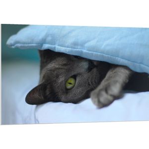 WallClassics - PVC Schuimplaat- Grijze Kat met Groene Ogen onder een Kussen - 120x80 cm Foto op PVC Schuimplaat