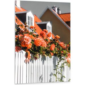 WallClassics - PVC Schuimplaat- Witte Schutting met Roze Tuinrozen - 80x120 cm Foto op PVC Schuimplaat