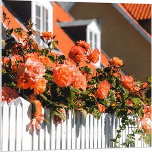 WallClassics - PVC Schuimplaat- Witte Schutting met Roze Tuinrozen - 80x80 cm Foto op PVC Schuimplaat