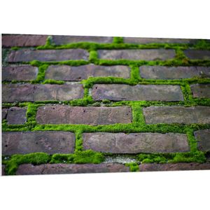 WallClassics - PVC Schuimplaat - Groen Mos Groeiend door Stenen Pad - 120x80 cm Foto op PVC Schuimplaat (Met Ophangsysteem)