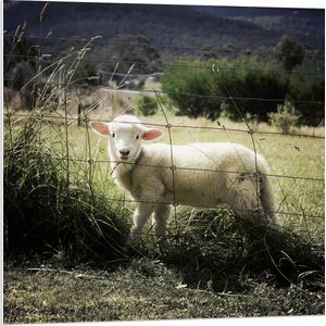 WallClassics - PVC Schuimplaat- Wit Lammetje achter een Hek tussen het Gras - 80x80 cm Foto op PVC Schuimplaat