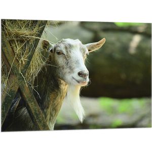 WallClassics - Vlag - Geit met Lange Sik van achter Hooibak - 100x75 cm Foto op Polyester Vlag
