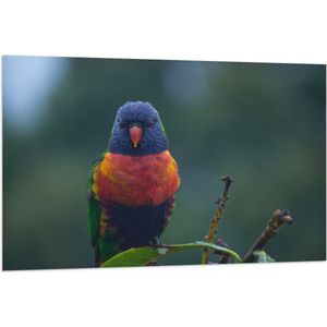 WallClassics - Vlag - Kleine Rood met Blauwe Parkiet op Groen Blad - 120x80 cm Foto op Polyester Vlag