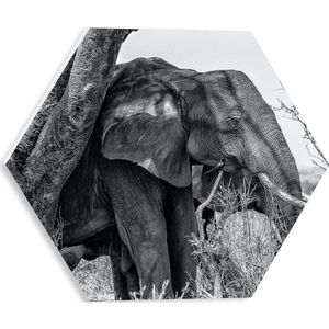 WallClassics - PVC Schuimplaat Hexagon - Olifant achter Smalle Boom in Droog Landschap (Zwart- wit) - 30x26.1 cm Foto op Hexagon (Met Ophangsysteem)