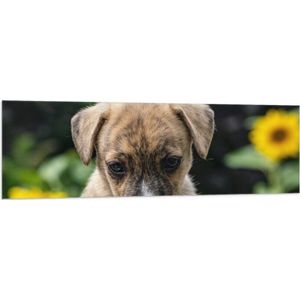WallClassics - Vlag - Puppy Likkend aan Snuit - 150x50 cm Foto op Polyester Vlag