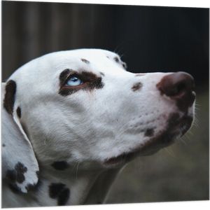 WallClassics - Vlag - Omhoogkijkende Dalmatiër met Felle Ogen - 100x100 cm Foto op Polyester Vlag