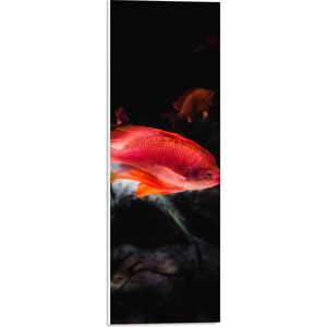WallClassics - PVC Schuimplaat- Rode Vis Zwemmend in Vijver - 20x60 cm Foto op PVC Schuimplaat