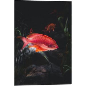 WallClassics - Vlag - Rode Vis Zwemmend in Vijver - 40x60 cm Foto op Polyester Vlag