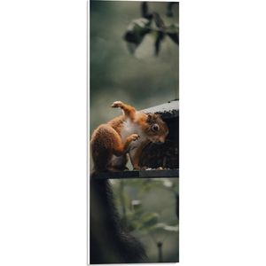WallClassics - PVC Schuimplaat - Rode Eekhoorn bij Vogelhuisje - 20x60 cm Foto op PVC Schuimplaat (Met Ophangsysteem)