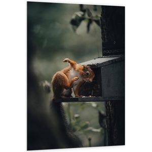 WallClassics - PVC Schuimplaat - Rode Eekhoorn bij Vogelhuisje - 100x150 cm Foto op PVC Schuimplaat (Met Ophangsysteem)