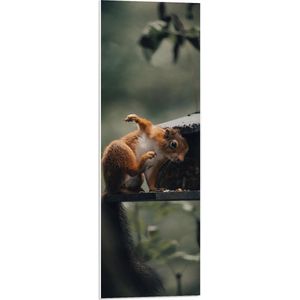 WallClassics - PVC Schuimplaat- Rode Eekhoorn bij Vogelhuisje - 30x90 cm Foto op PVC Schuimplaat