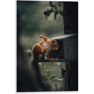 WallClassics - PVC Schuimplaat- Rode Eekhoorn bij Vogelhuisje - 40x60 cm Foto op PVC Schuimplaat