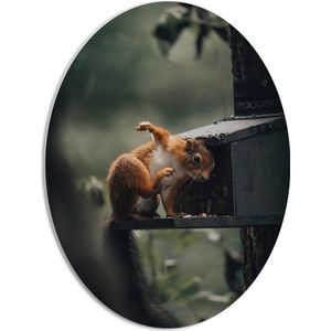 WallClassics - PVC Schuimplaat Ovaal - Rode Eekhoorn bij Vogelhuisje - 42x56 cm Foto op Ovaal (Met Ophangsysteem)