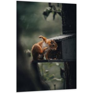 WallClassics - PVC Schuimplaat- Rode Eekhoorn bij Vogelhuisje - 100x150 cm Foto op PVC Schuimplaat